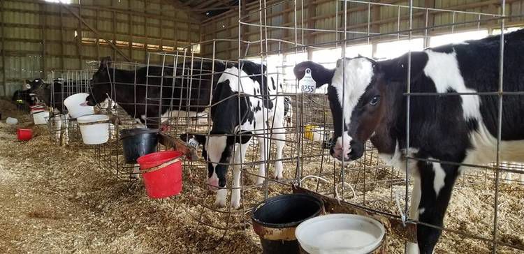 Maxwells To Showcase Farm Life